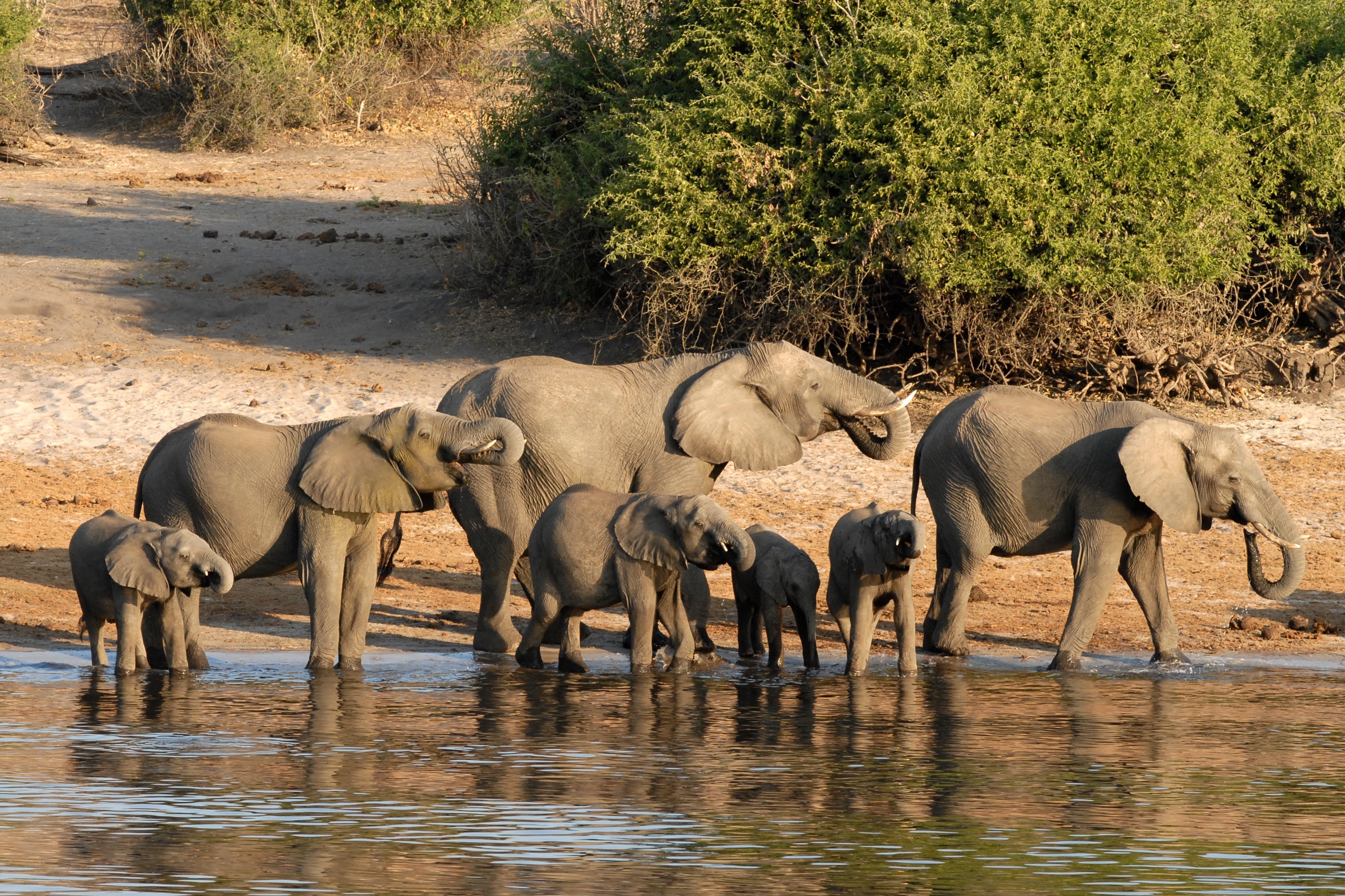 Elefanten am Wasser in Botswana, passend zu einer Okavango-Delta-Reise