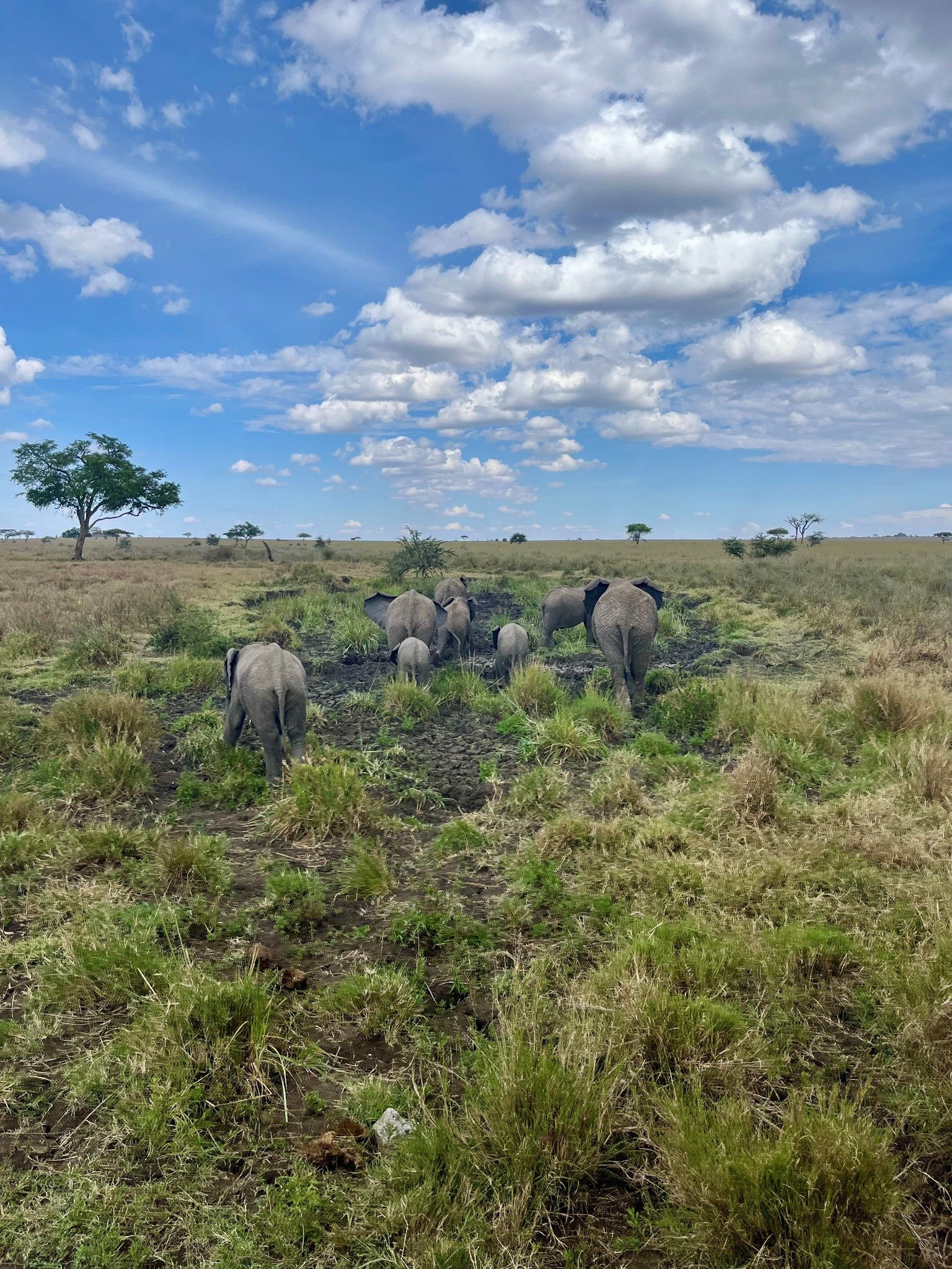 Elephant herd, including calves, walking away across open plains beneath a dramatic sky