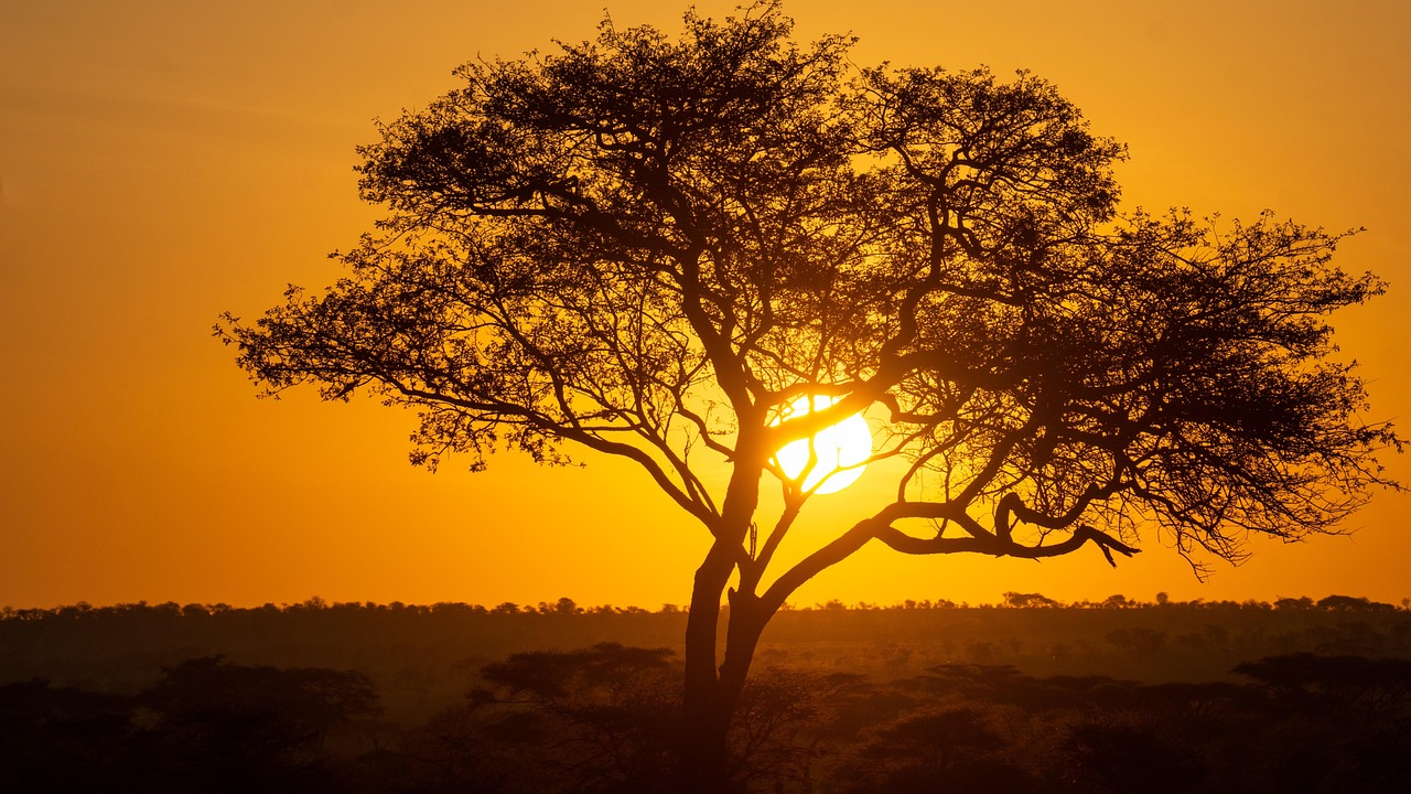 Elefanten bewegen sich durch Wasser im Okavango-Delta