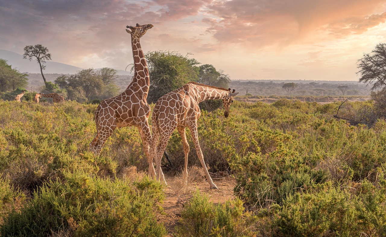 Safari-Fahrzeug in einer kenianischen Savannenlandschaft bei Sonnenuntergang