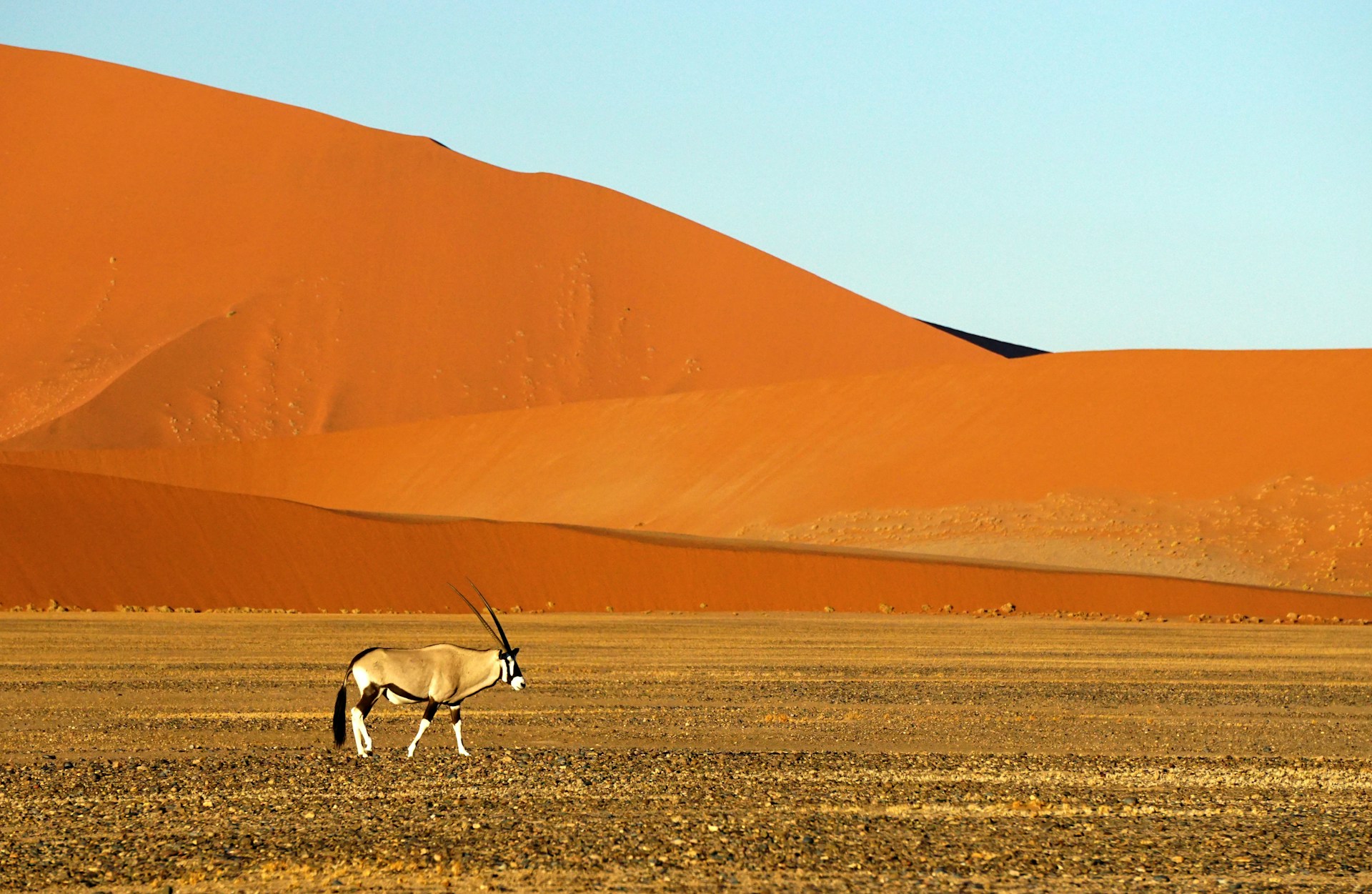 Oryx walking in front of the red dunes of Sossusvlei in Namibia