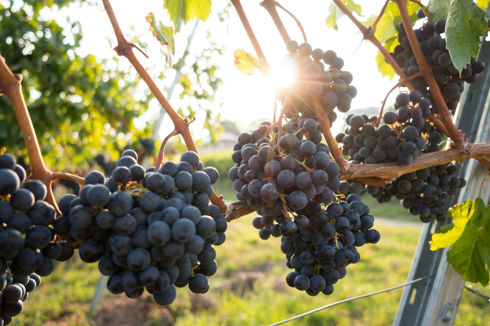 Wine grapes in the South African Winelands as part of a Cape Town, wine and safari journey