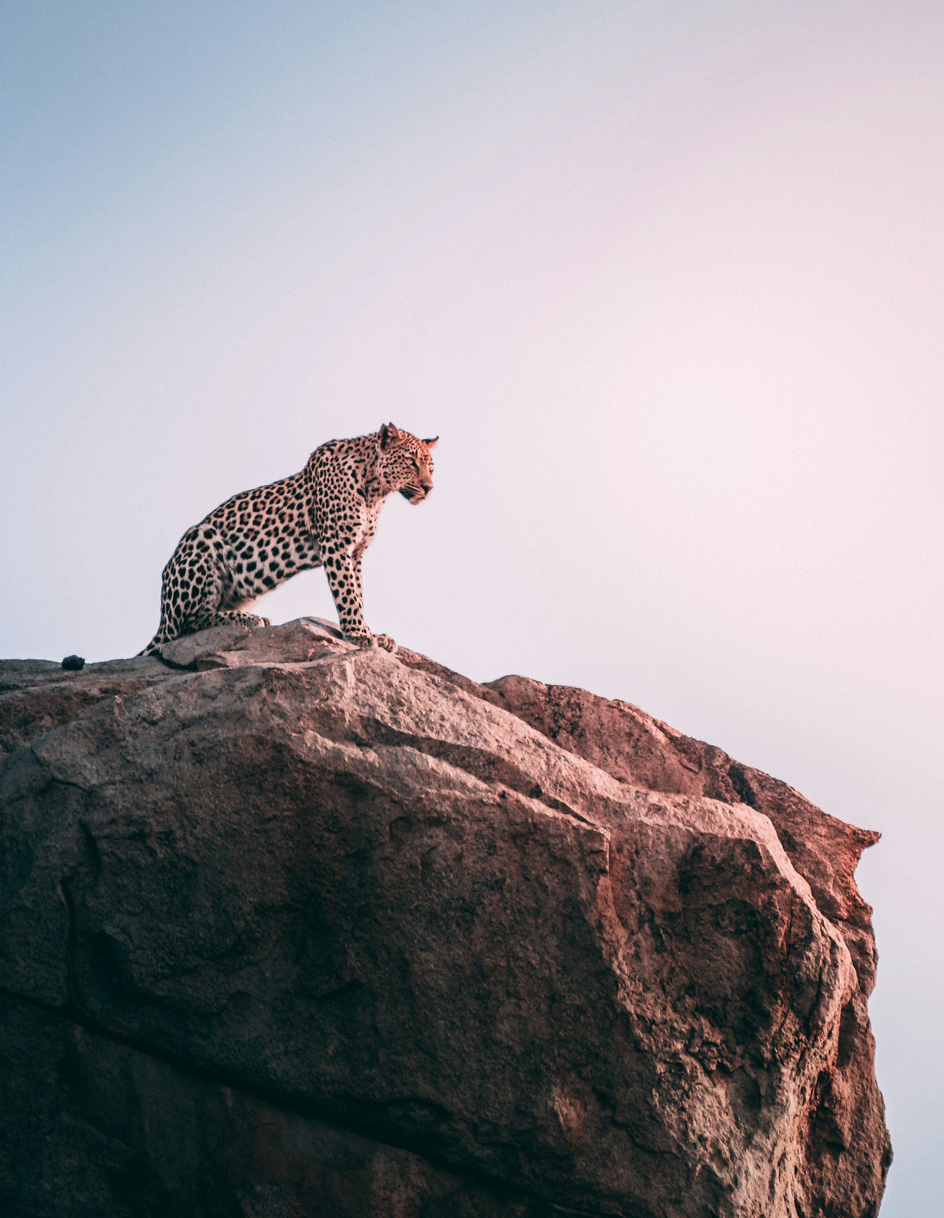 Leopard on a rocky outcrop during a tailor-made South Africa safari