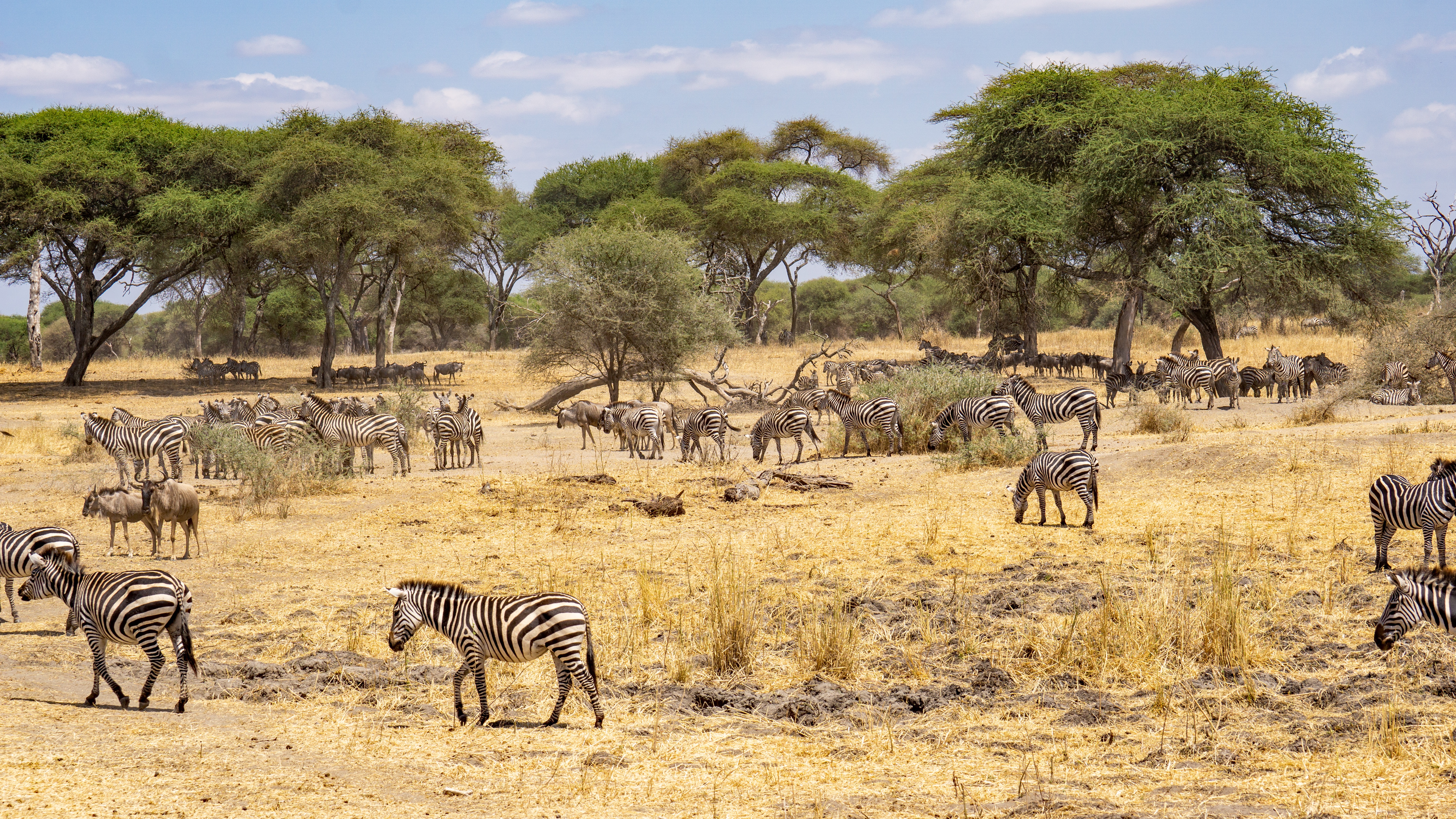 Zebras in einer Savannenlandschaft in Tansania
