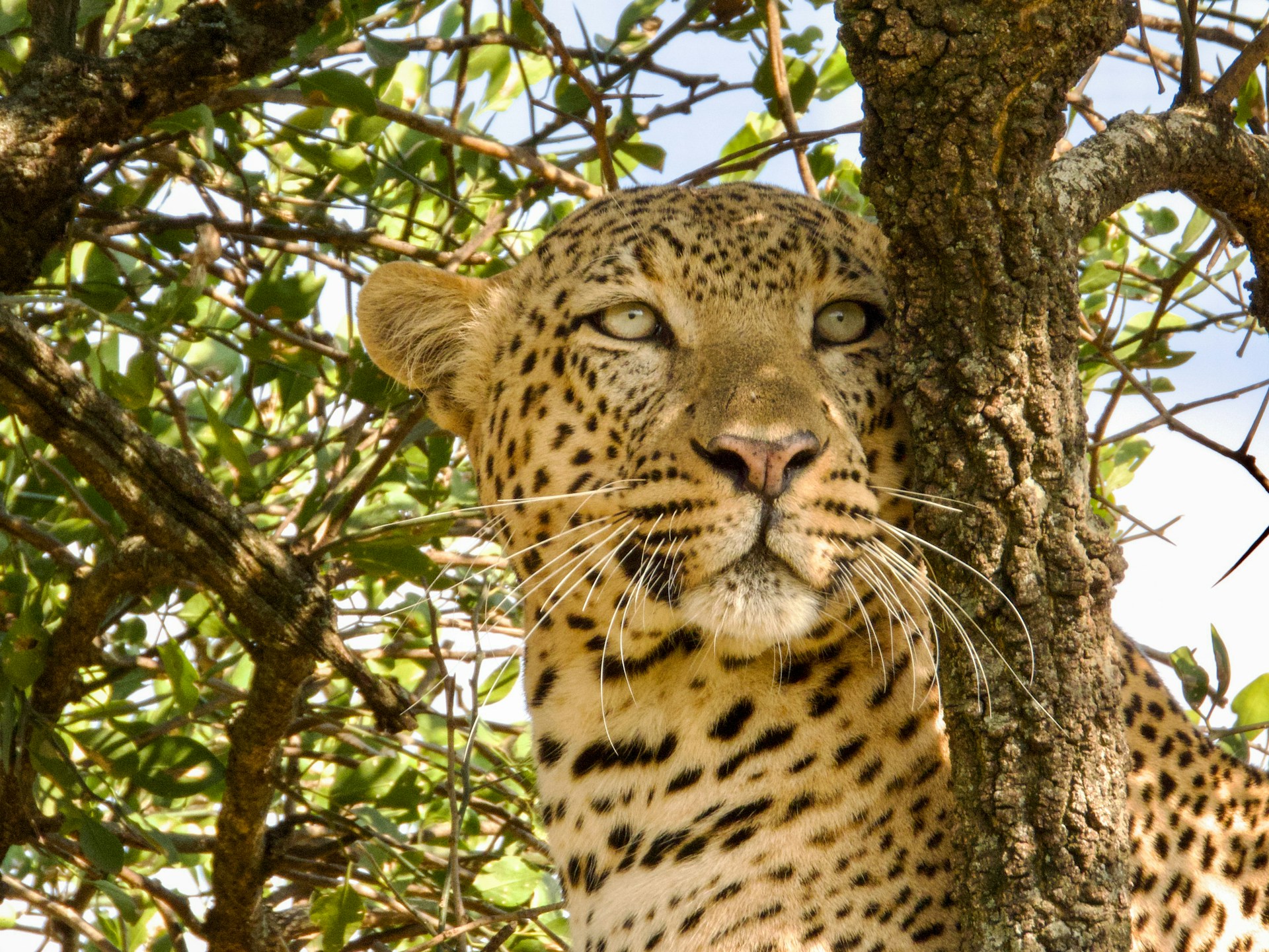 Leopard resting in the Serengeti during a Tanzania safari