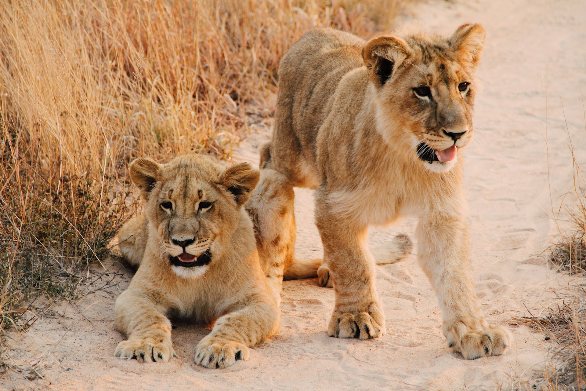 Young lions resting during a Zimbabwe safari